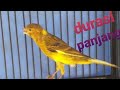 Kenari Gacor Dor Durasi Panjang Gacor Kanarek Dor D Ugi Czas Trwania Mp3 - Mp4 Download