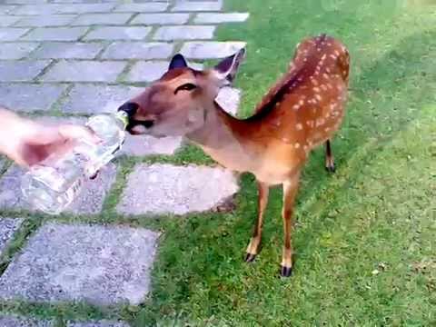 A deer demanded and drank a bottled water in Nara, 2014.