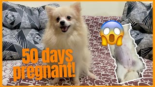 50 DAYS OLD PREGNANT POMERANIAN | SUPER MARCOS VLOGS by Super Marcos 8,663 views 2 years ago 1 minute, 58 seconds