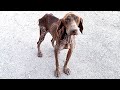 Rescue of abandoned skinny sick dog without hope will melt your heart. Meet Hopi!