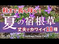 【ガーデニング】秋まで長く咲く！丈夫でカワイイ夏の宿根草18種の紹介！あしかがフラワーパーク！園芸のプロから学ぶ！【栃木県足利市】Gardening