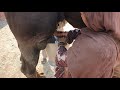 Camel Giving Milk