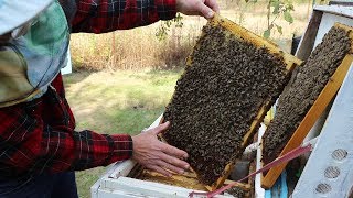 Пересадка пчелиной семьи | Зимовка двух семей в одном улье