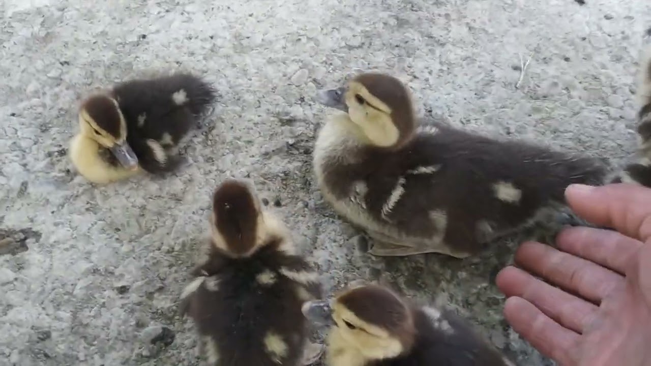 indautka õrdak bolalarini boqish.