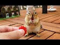 산딸기 조금씩 떼어 먹는 다람쥐 아람이 Chipmunk Aram Eats Tiny Little Pieces Of Raspberry