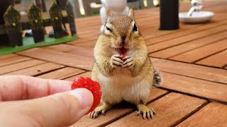 Full Chipmunk Aram Eats Tiny Little Pieces Of Raspberry Update