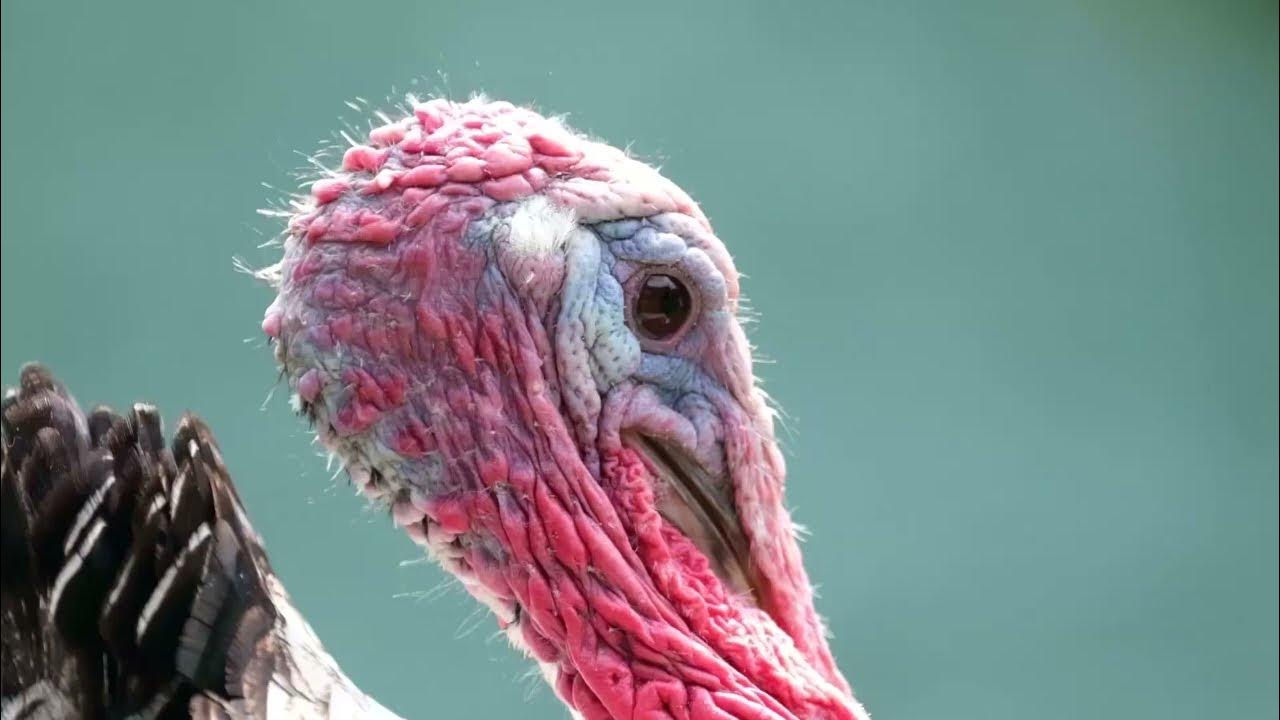 WILD SPRING Patternmaster Fieldstaff Turkey Hunter Interview Cole