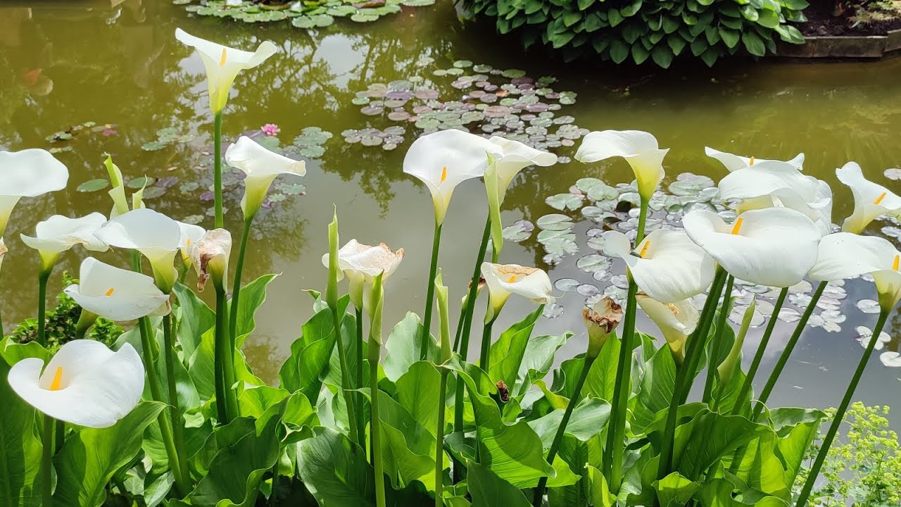 Sublime jardin privé de la Grande Bercherie à Oisème 🥰👍🌞