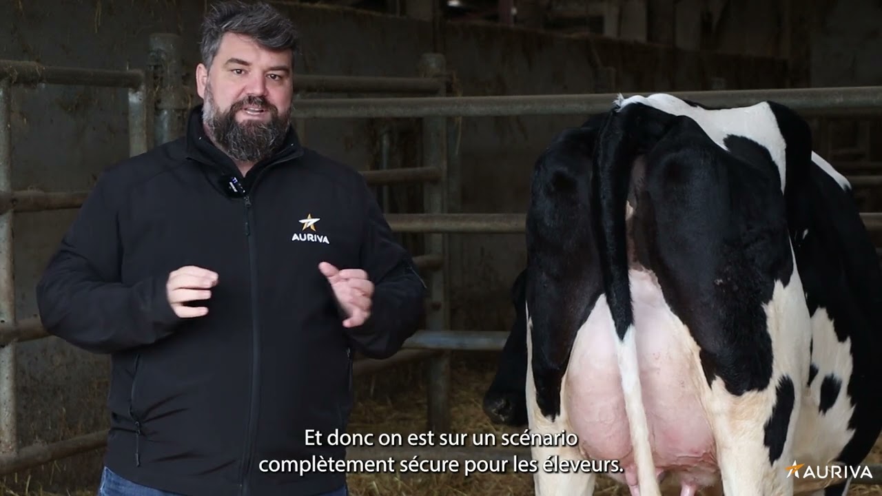 TRANSPLANTATION EMBRYONNAIRE BOVINE : BOOSTEZ LA GENETIQUE DE VOTRE ELEVAGE