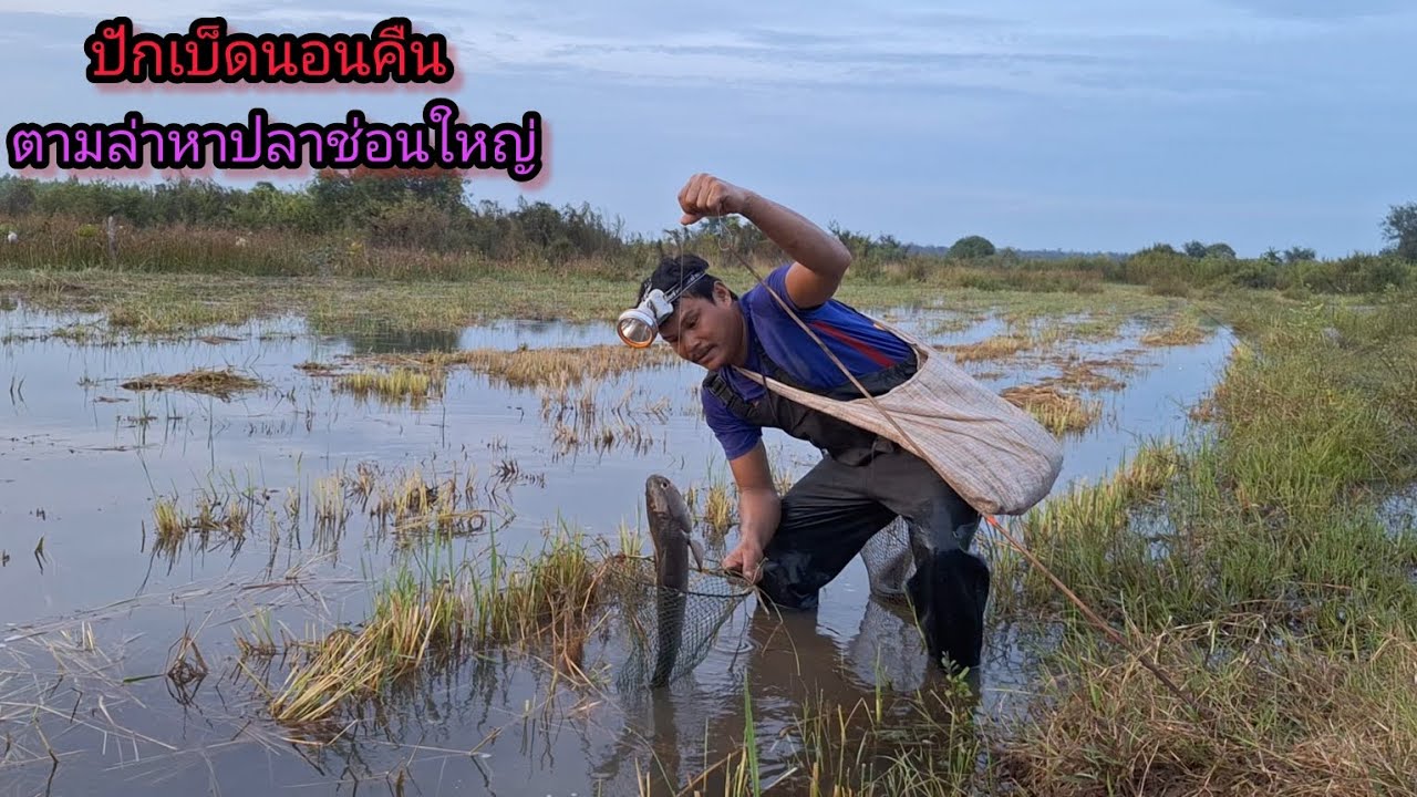 ปักเบ็ดนอนคืนกินข้าวท่ง ตามล่าหาปลาช่อนใหญ่ หนองธรรมชาติ  @hayoohakinthinrasi