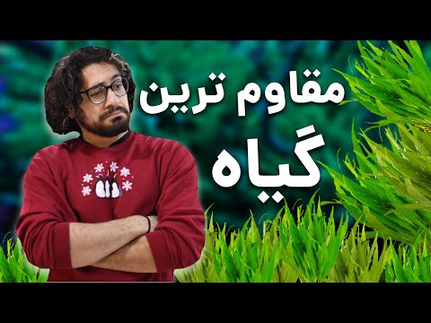 تصویری: گیاهان آکواریوم: عکس با نام