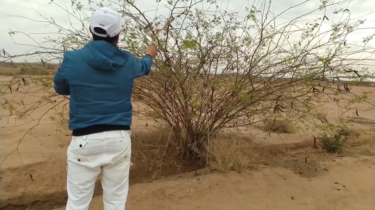 oiseau hybride أروع فيديو في هدا الموسم  احكم بنفسك chardonneret Marrakech ♥️