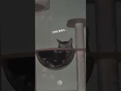 새벽에 귀여운 존재🐱 #냥스타그램 #새벽감성 #힐링