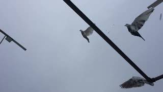 #Pigeons.Зимний гон голубей.