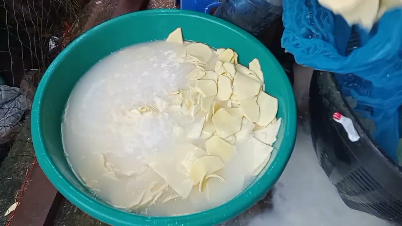 ทุกขั้นตอน!!นำกลอยขึ้นจากน้ำฮึ่ม 2 มี.ค.69