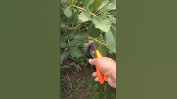 Chia sẻ kỹ thuật cắt cành cây ổi rubi để cho trái quanh năm