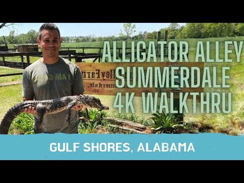 Best Things To Do Gulf Shores Alabama Alligator Alley 4K Walking Tour Summerdale Al