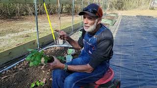 What are KITCHEN MNIS?  Plus:  A PEPPER Bed and an EGGPLANT Bed   @Vego_Garden