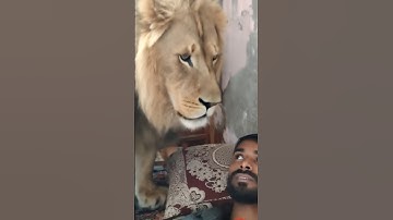 Looking Lion Filter😈🥺😈 #lurking #filter #edit #tutorial #moneylove #shorts #lion