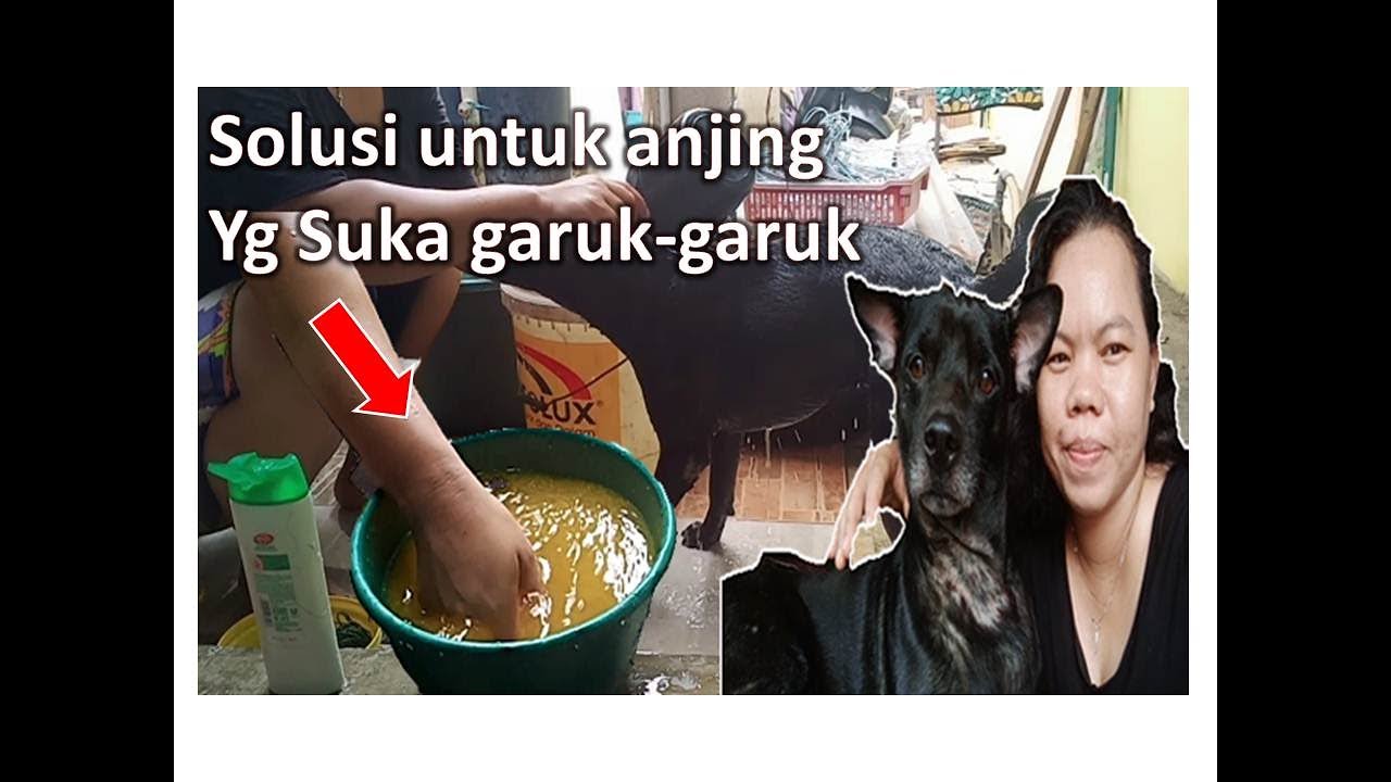 Cara mandikan anjing agar tidak gatal gatal 