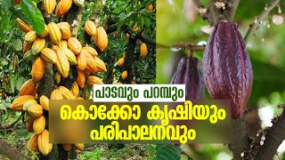 കൊക്കോ കൃഷിയും പരിപാലനവും | പാടവും പറമ്പും