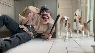 Funny Beagles vs EVIL COP PRANK : Beagles Louie & Marie