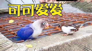 The hungry bird came to beg for food, without even being afraid of strangers?