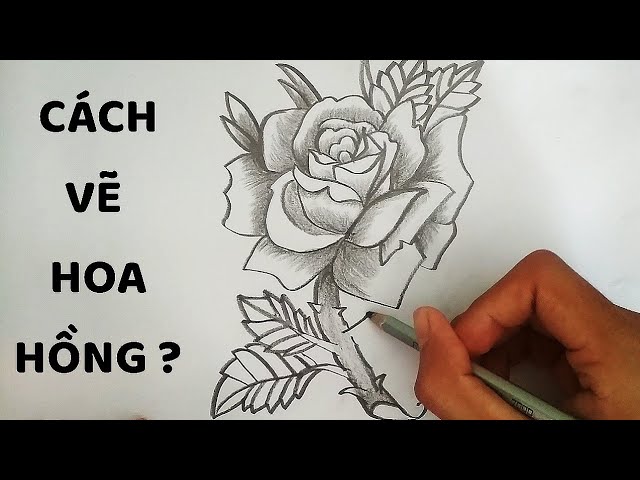 Vẽ Hoa Hồng bằng bút chì - How to draw a Rose - YouTube