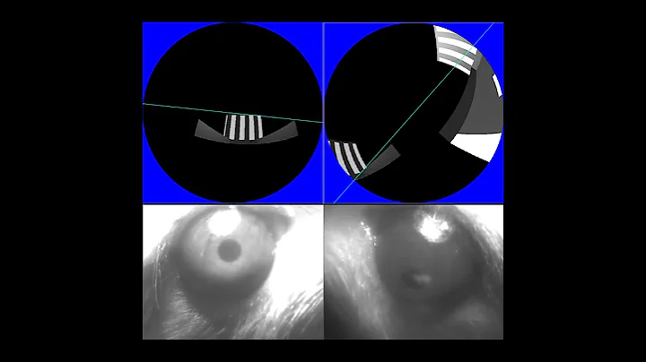 Rats have a double view of the world - DayDayNews