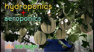 การปลูกเมล่อน 1ต้น ไว้หลายลูก (hydroponics+aeroponics system)