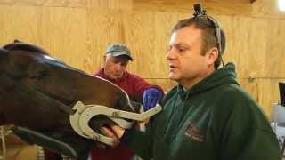 VetsOnCall  Horse dentist pulls fractured tooth