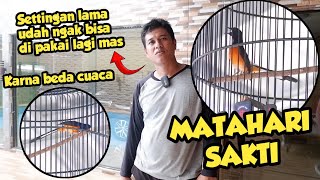 GREBEK RUMAH PEMILIK MURAI MATAHARI SAKTI ‼️ HARIAN CUMA DI TEMPEL 2 MASTERAN 😮