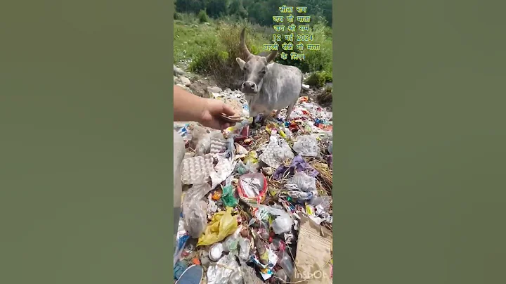Aaj ki choti si gau seva jai gau mata jai shree ram #love #gausevadham