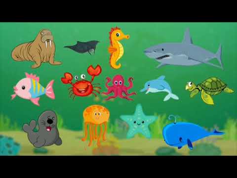 Video: Nəhəng meduza siyanidi: təsviri, həyat tərzi, maraqlı faktlar