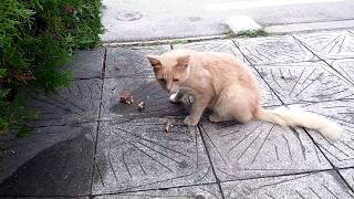 Бездомный, рыжий кот по имени Боб. Бездомный, рыжий кот по имени Боб.