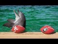 Nicholas the Dolphin Predicts 2018 NCAA College Football National Championship