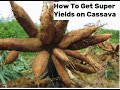 Securing high yields from cassava