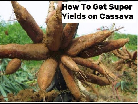 ⁣Securing High Yields from Cassava