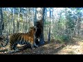 История одного меточного дерева на Тропе Тигров в Сихотэ-Алинском заповеднике