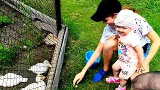 Катя с Дарьей в контактном зоопарке весело кормят гусяток Kids Katy Show
