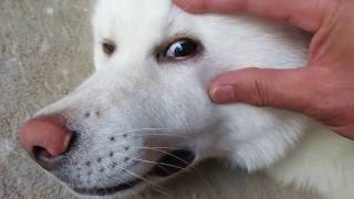 【秋田犬ゆうき】健康チェックは毎日欠かさず行います【akita dog】 またゴム 検索動画7 【秋田犬ゆうき】健康チェックは毎日欠かさず行います【akita dog】 またゴム 検索動画 7