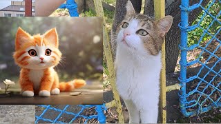 Is This Pufi the Amazing Cat? (Live) 🐈🎥😻 by Exciting Cats 39 views 2 weeks ago 50 seconds