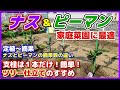 ナス&ピーマン　家庭菜園に最適なツリー仕立てをオススメする理由／ナスとピーマンの摘果数の違い／定植～摘果まで／黒陽／三豊ナス／庄屋大長／とんがりパワー