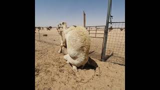 دق الإبر في البعير Camel injecting during sexual intercourse.