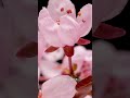 Cherry Blossom in Time Lapse #shorts