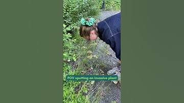 Have you seen any invasive plants on your walks recently?