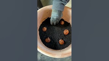 Planting Tulip Bulbs in Pots for Spring Colour