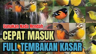 MASTERAN FULL TEMBAKAN KASAR CEPAT MASUK || cucak jenggot kapas tembak cucak cungkok21