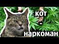 КОТ-НАРКОМАН кайфует под кантри