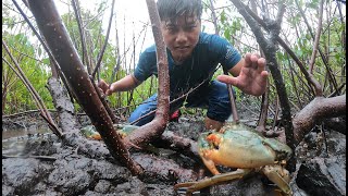 Catch Many Mud Crabs In Muddy Under Mangrove Trees In Storm | Hunting Sea Crab At The Swamp